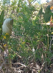 Senecio linifolius, photograph author not stated, no rights reserved