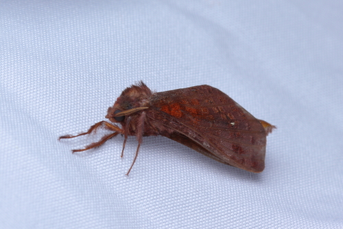 Vietteogorgopis katharinae