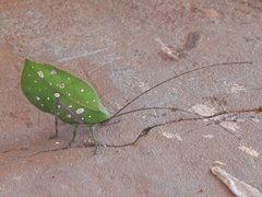 Cycloptera speculata