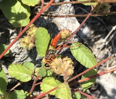 Sphex jamaicensis