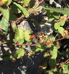 Sphex jamaicensis