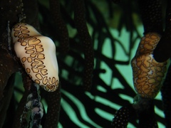 Cyphoma gibbosum image
