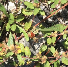 Sphex jamaicensis