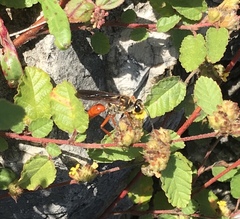 Sphex jamaicensis