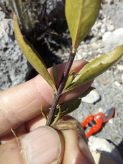 Hemichaena levigata