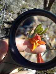 Hemichaena levigata
