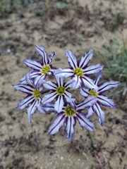 Leucocoryne vittata, photograph (c) Cecilia Briceño, some rights reserved (CC BY-SA)
