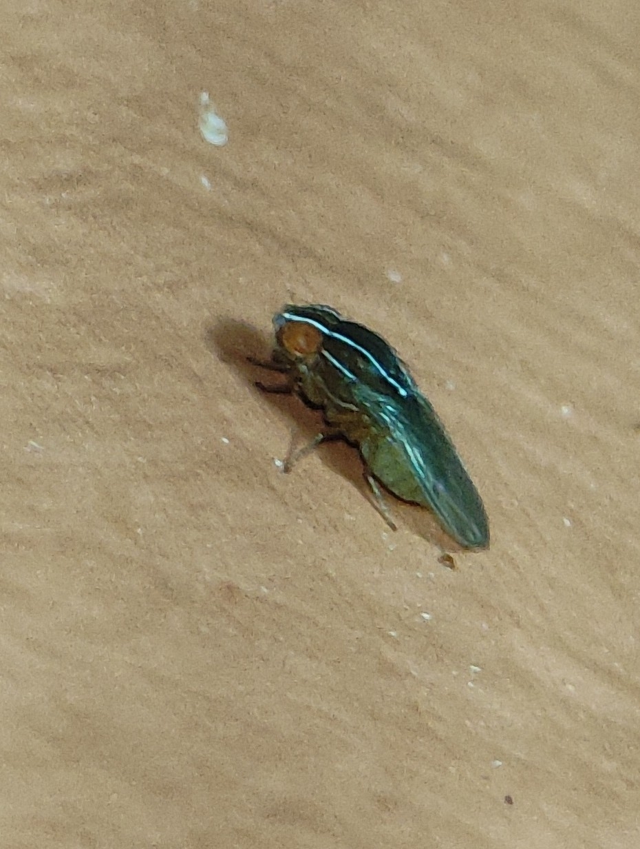 Zaprionus indianus