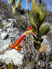 Hemichaena levigata