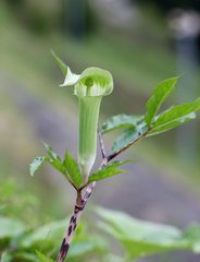 Arisaema yamatense sugimotoi
