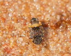 Ochteridae