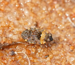 Ochteridae