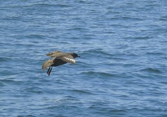 Stercorarius chilensis