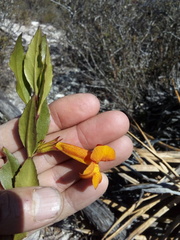Hemichaena levigata