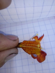 Hemichaena levigata