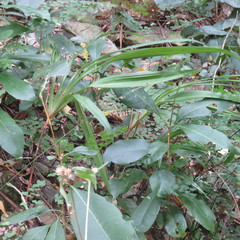 Dianella bambusifolia