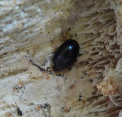 Cyllodes ater