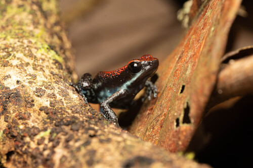 Ruby Poison Frog
