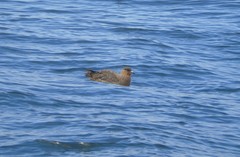 Stercorarius chilensis