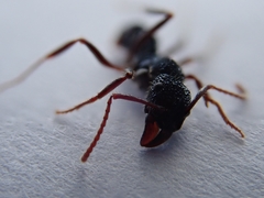 Rhytidoponera chalybaea