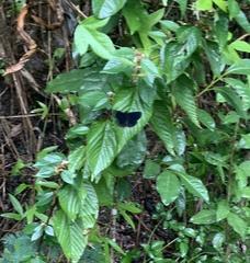 Ephyriades arcas