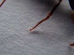 Rhytidoponera chalybaea