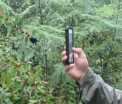 Ephyriades arcas