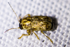 Pachybrachis tacitus