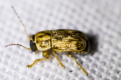 Pachybrachis tacitus
