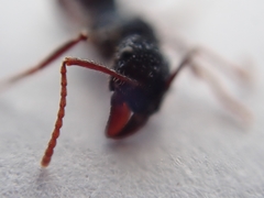 Rhytidoponera chalybaea