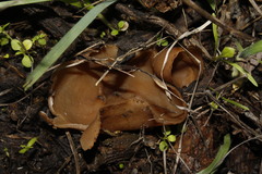 Otidea alutacea