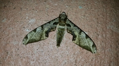 Protambulyx eurycles