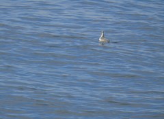 Phalaropus fulicarius