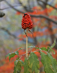 Arisaema serratum
