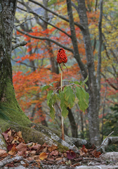 Arisaema serratum