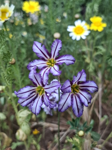 Leucocoryne vittata, photograph 2