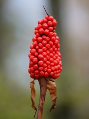 Arisaema serratum