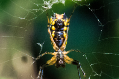 Micrathena funebris