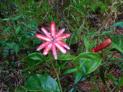 Passiflora glandulosa
