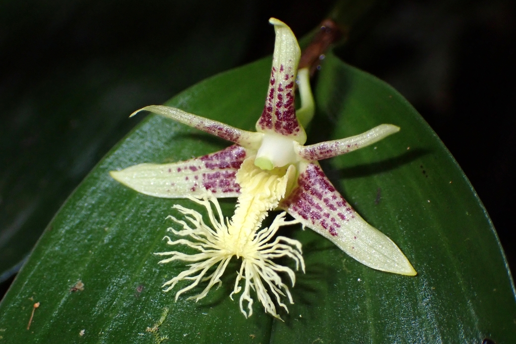 Dendrobium comatum (Blume) Lindl. 2