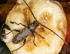 Parelaphidion aspersum