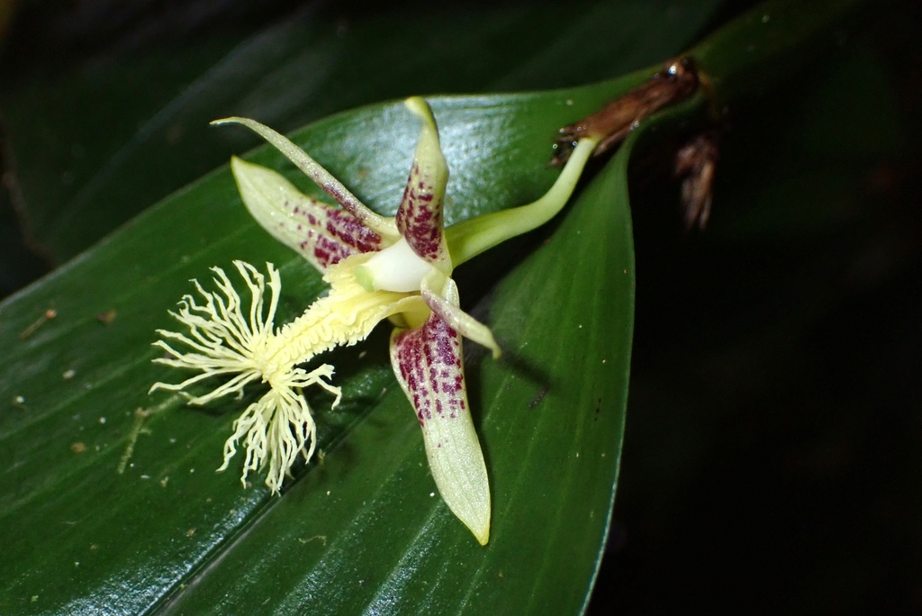Dendrobium comatum (Blume) Lindl. 4