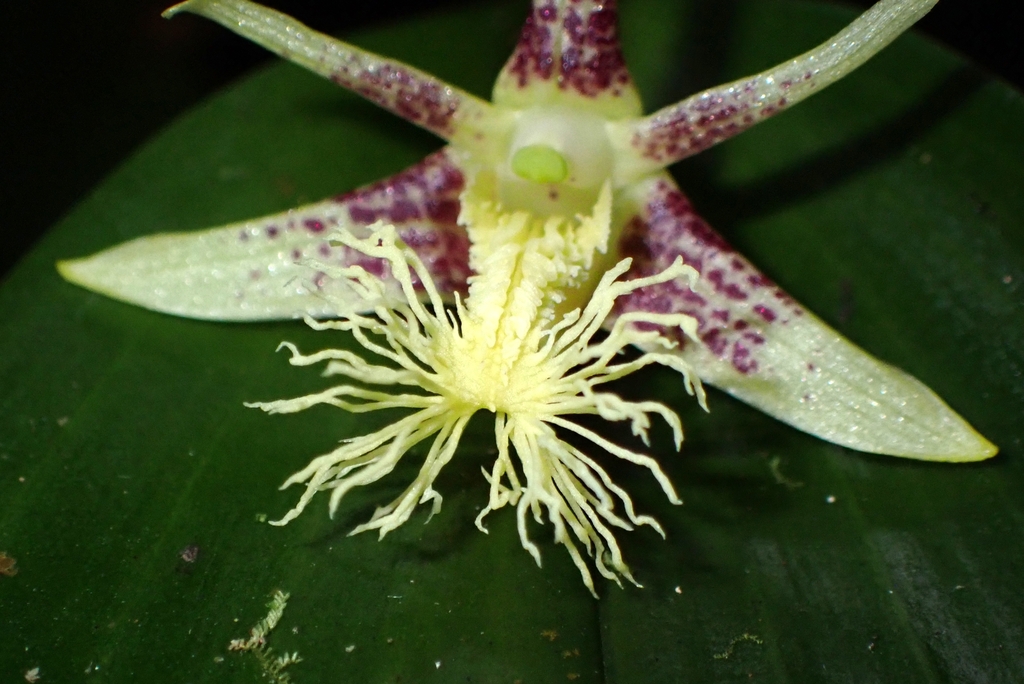 Dendrobium comatum (Blume) Lindl. 3