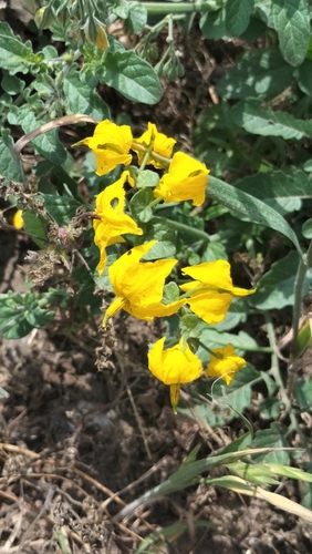 Solanum peruvianum, photograph 6
