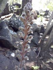 Sarcoglottis schaffneri