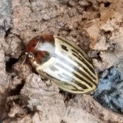 Agabus disintegratus