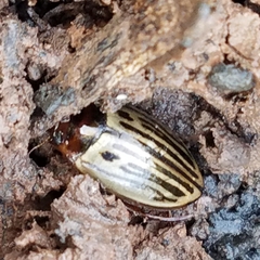 Agabus disintegratus