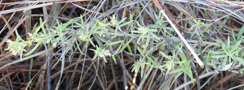 Narrowleaf Marsh-elder (Iva angustifolia)