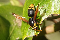 Rhynchium superbum