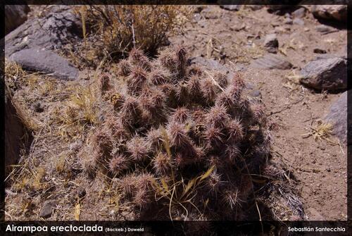 Airampoa erectoclada, photograph 3